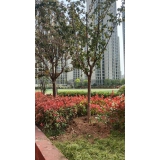 雨水回收裝置安裝后樹(shù)木恢復(fù)