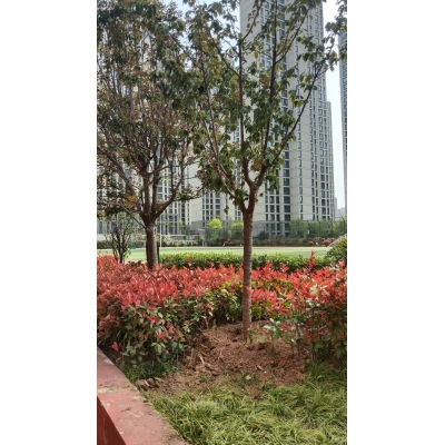 雨水回收裝置安裝后樹木恢復(fù)